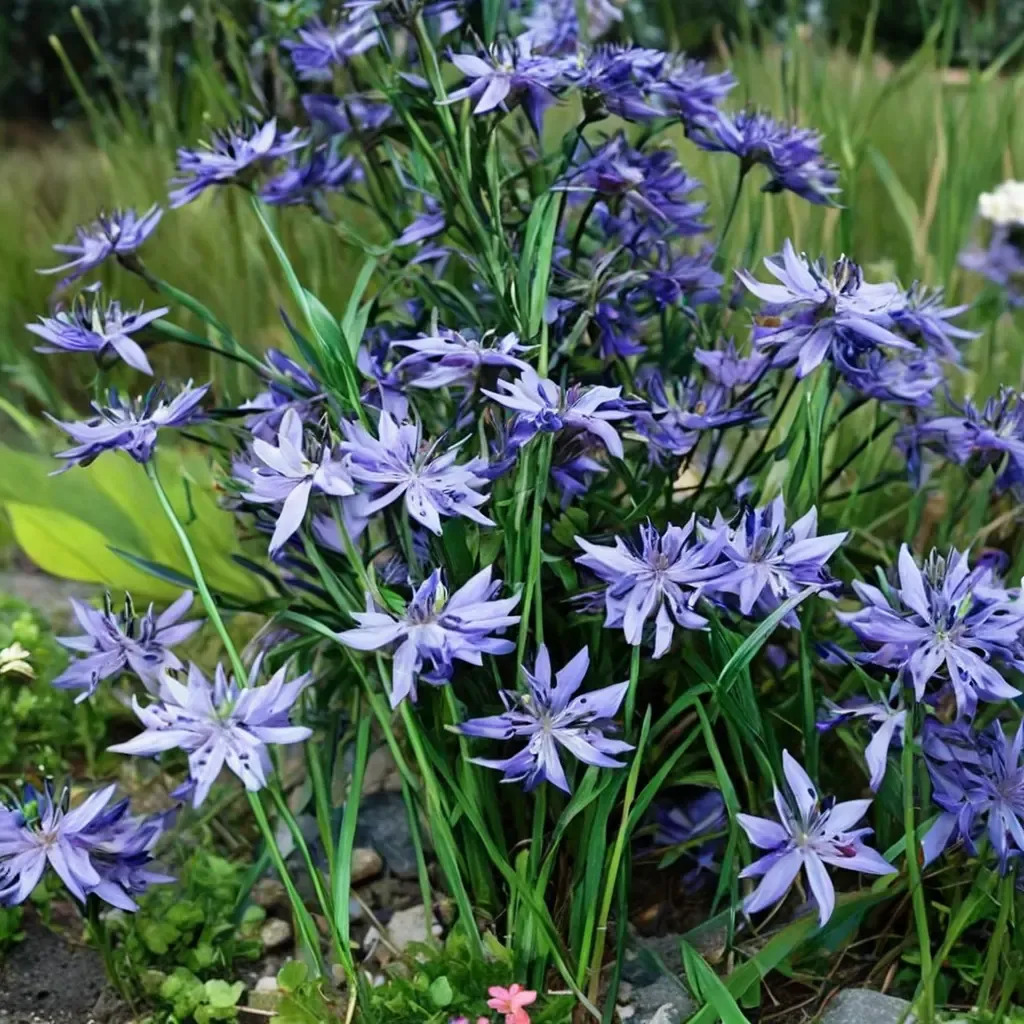 Compton's Agapanthus African Lily