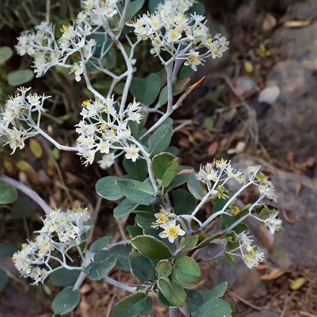 Mountain Whitethorn