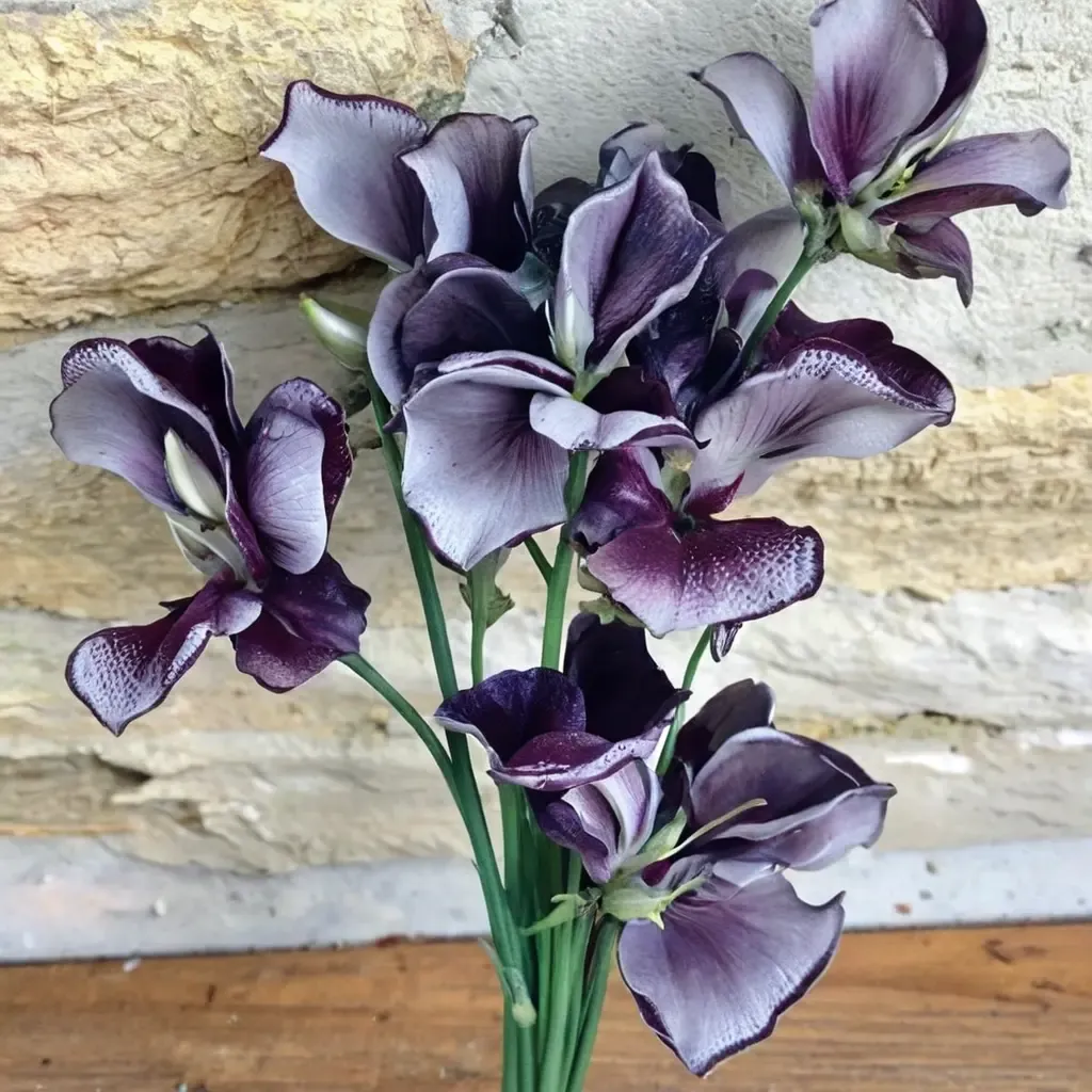 Nimbus Sweet Pea