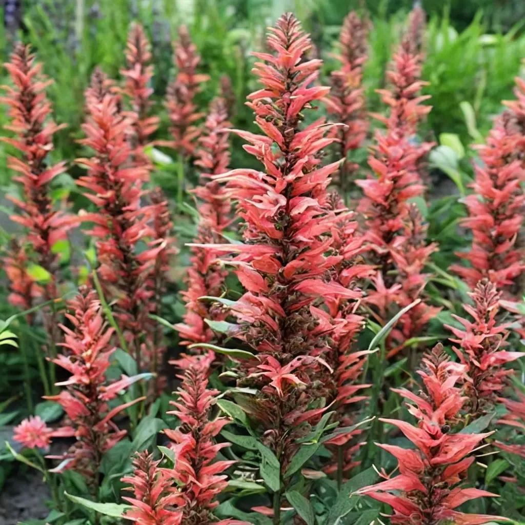 Kudos Coral Hyssop