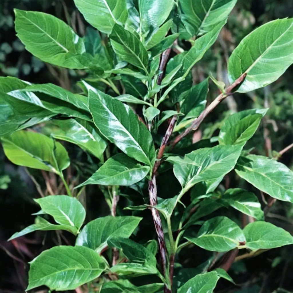 Voodoo Lily Amorphophallus tenuispadix