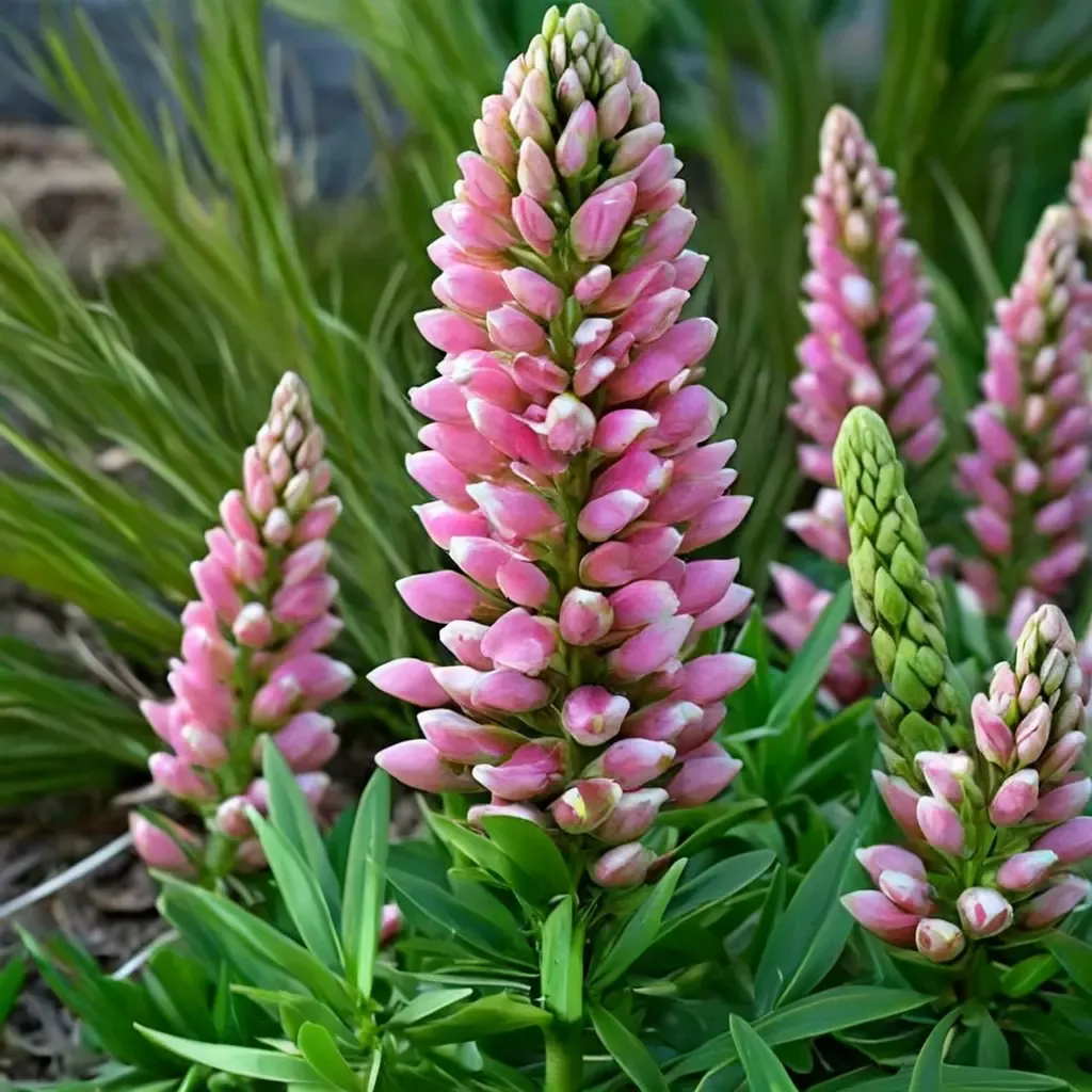 Pink Bicolor Lupine