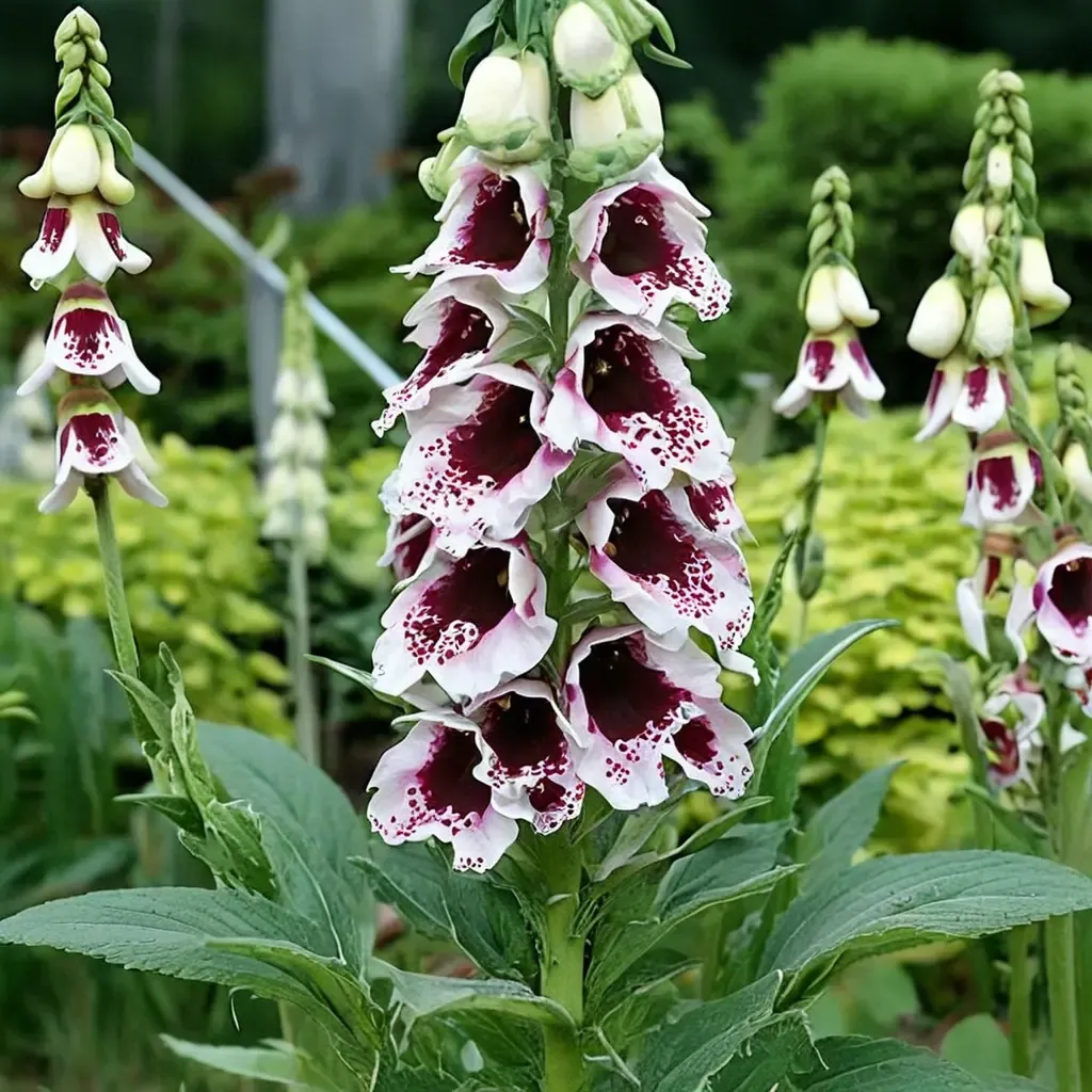 Pam's Choice Foxglove