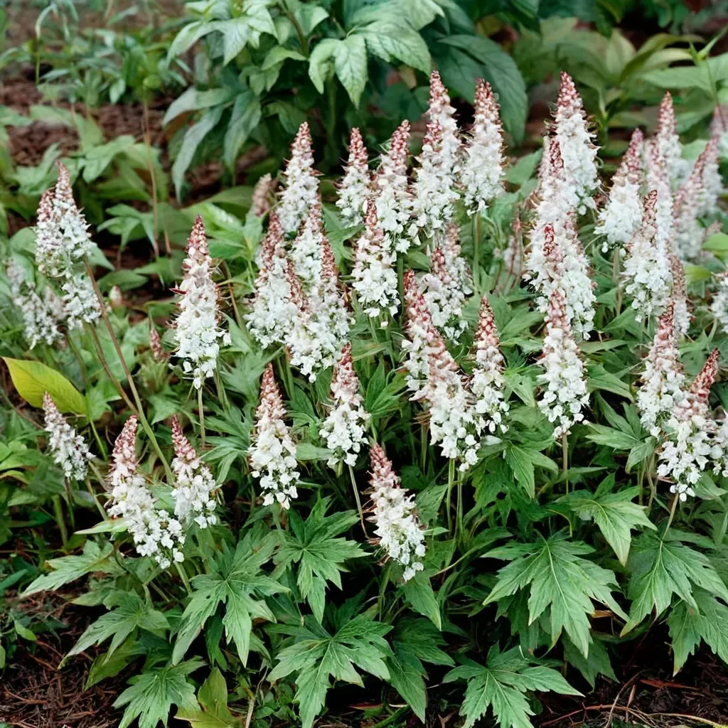 Sugar and Spice Foamflower