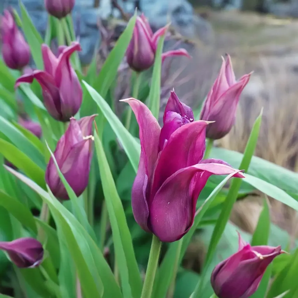 Lilac Time Tulip