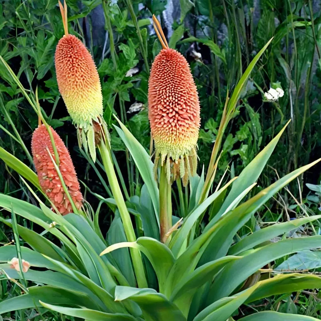 Timothy Red Hot Poker