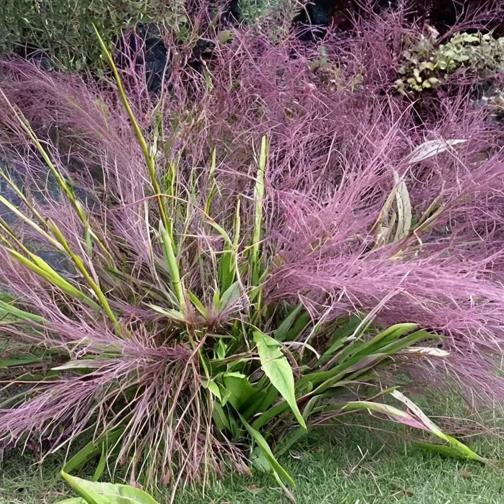 Purple Love Grass
