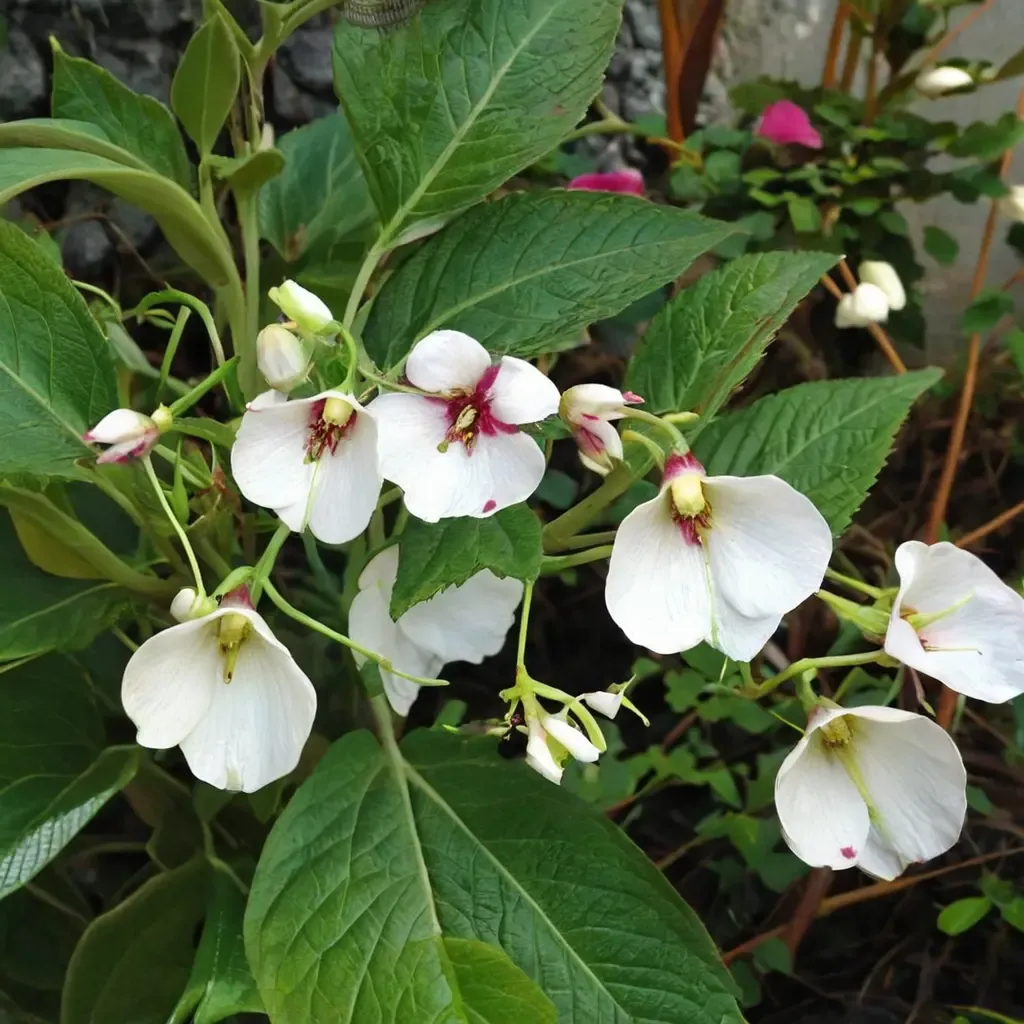 Dyemaker's Balsam