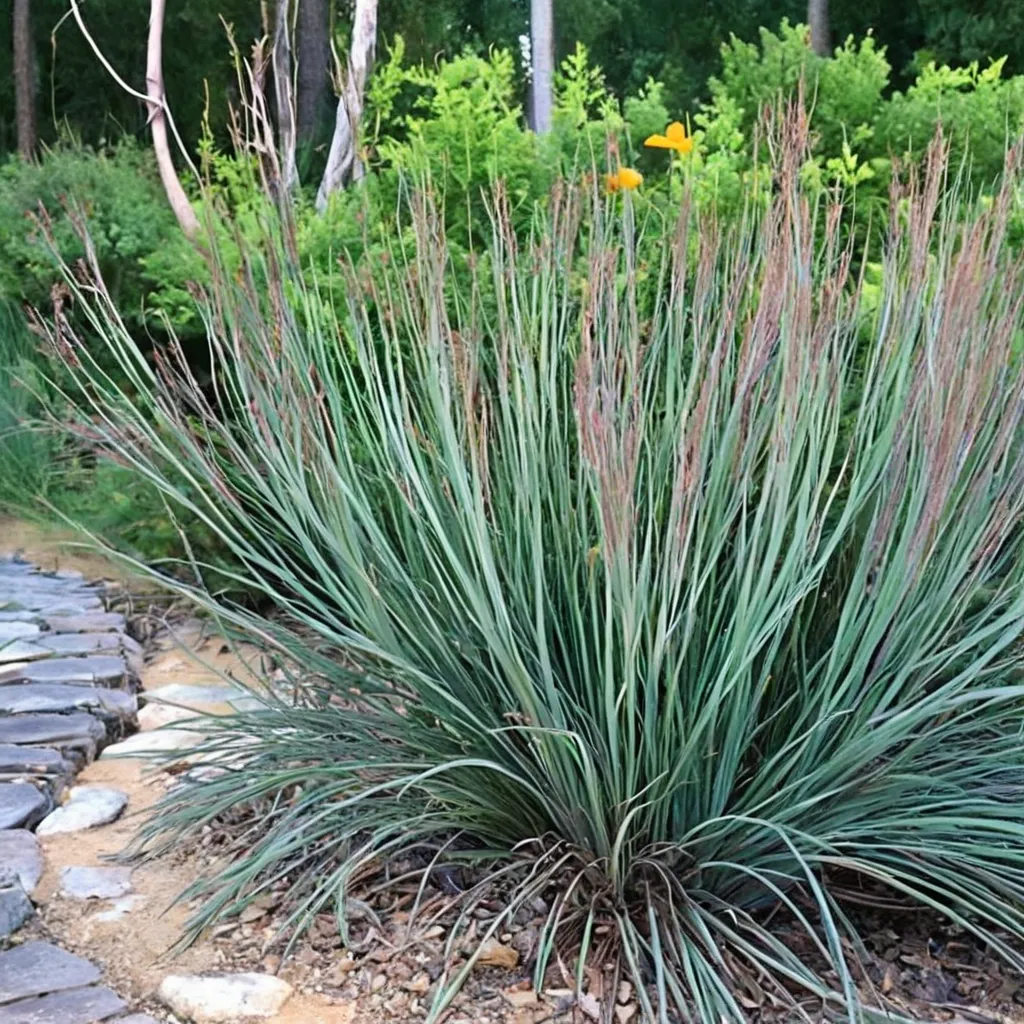 The Blues Little Bluestem