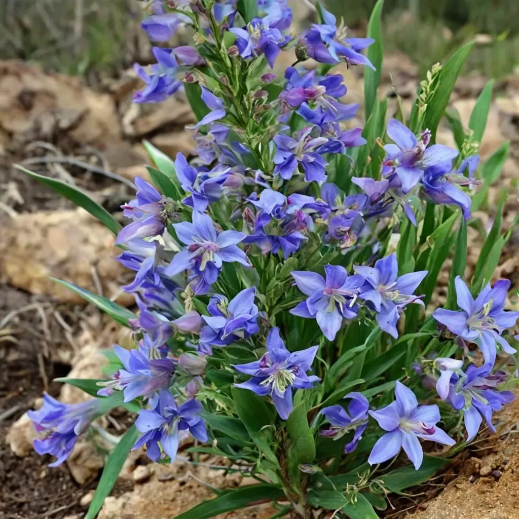 Smooth Beardtongue