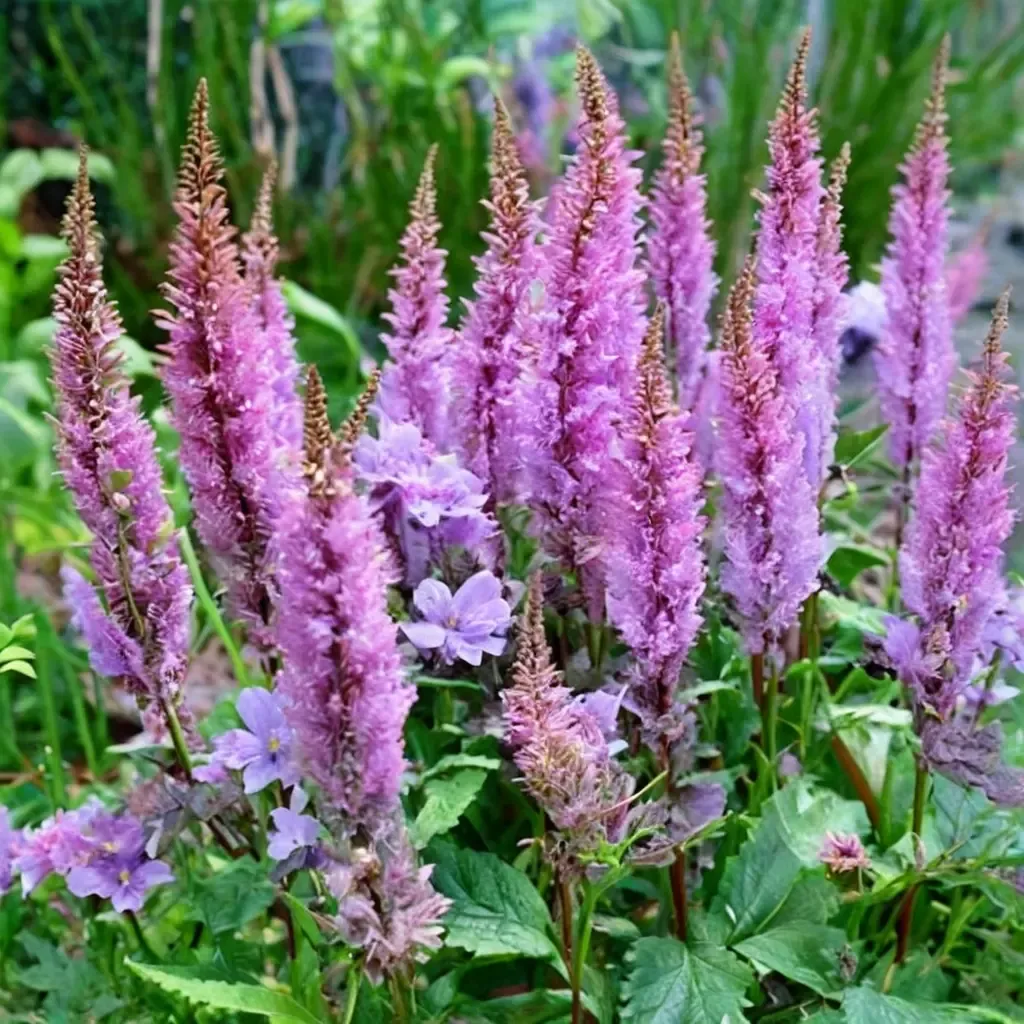 Purple Candles Astilbe