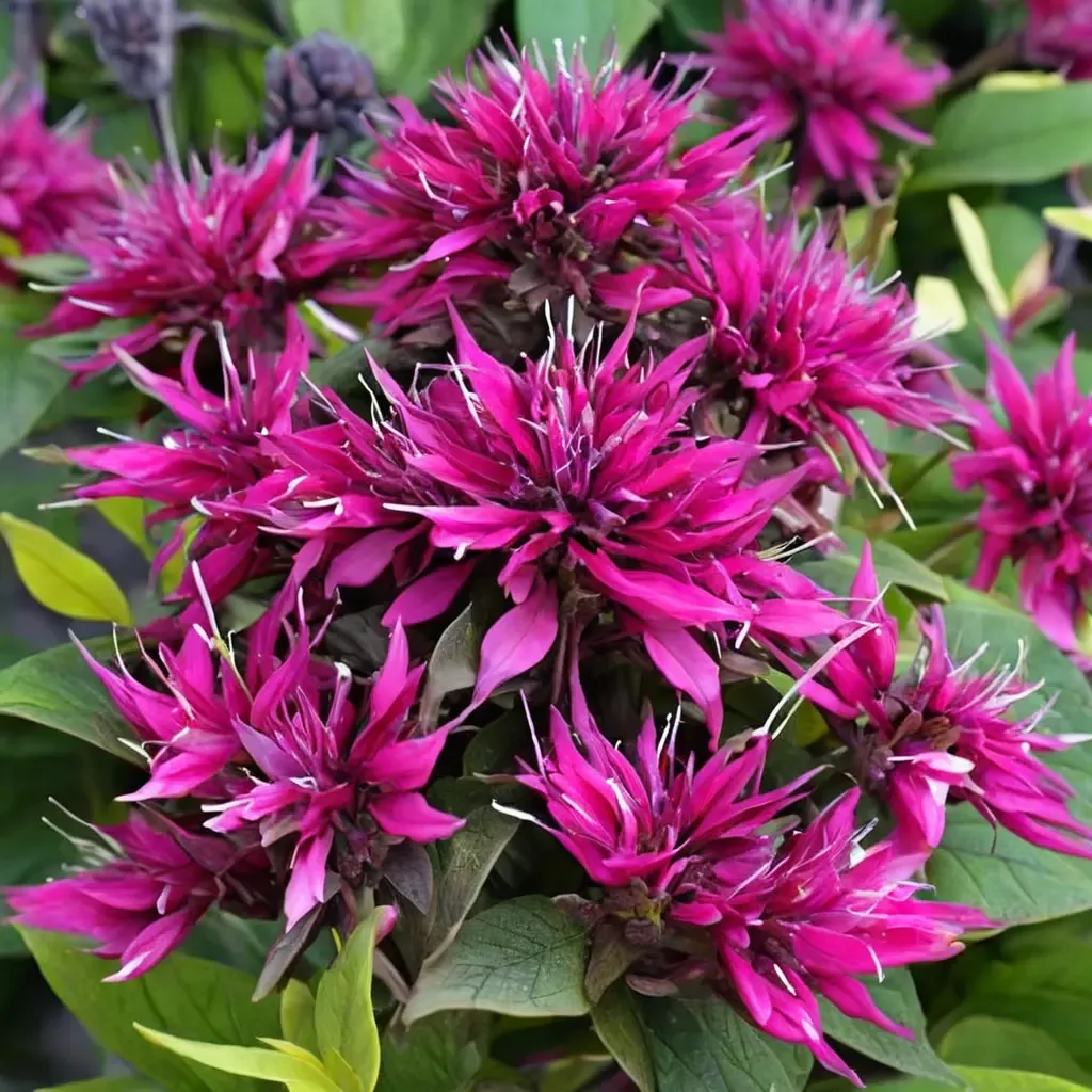 Balmy Purple Bee Balm