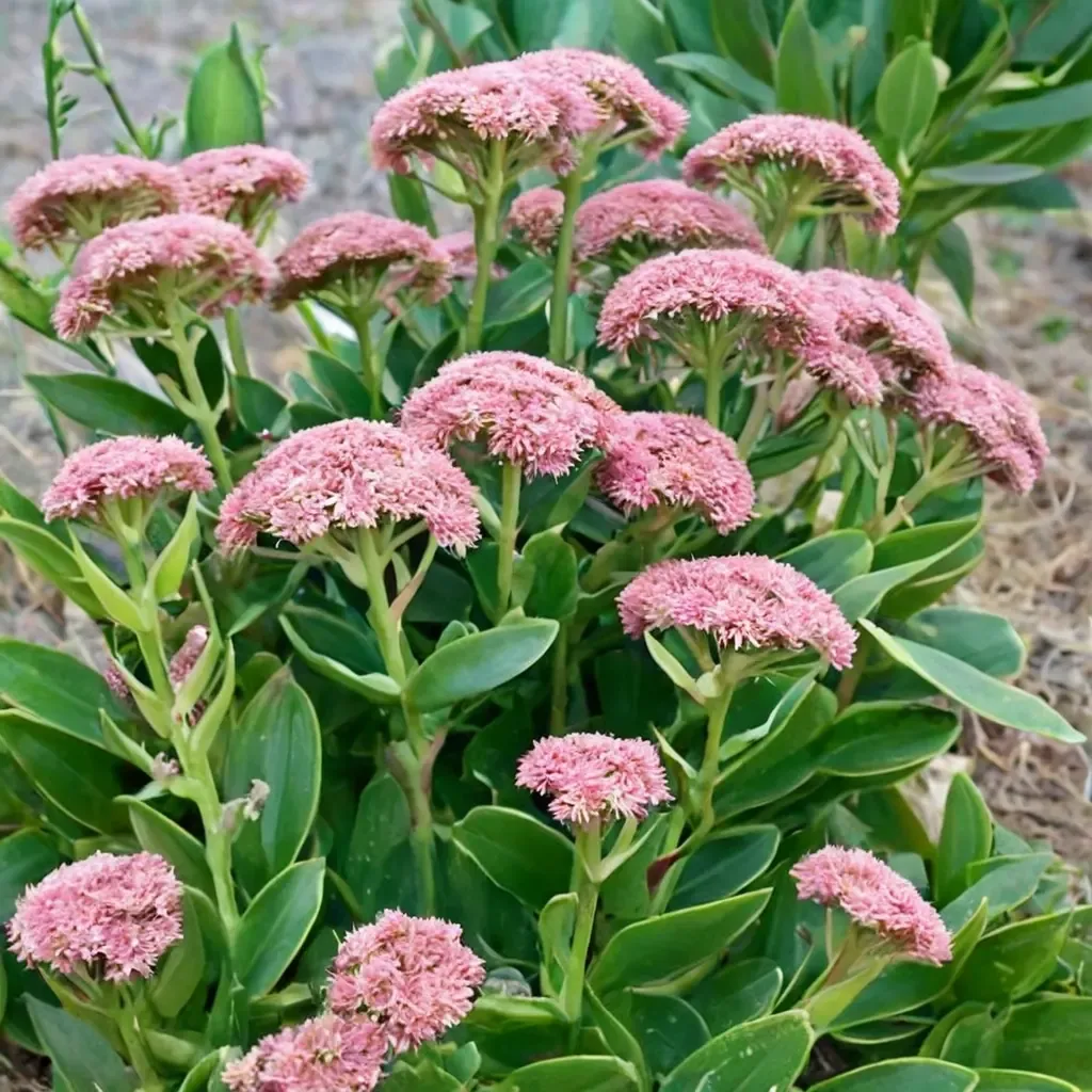 Orpine