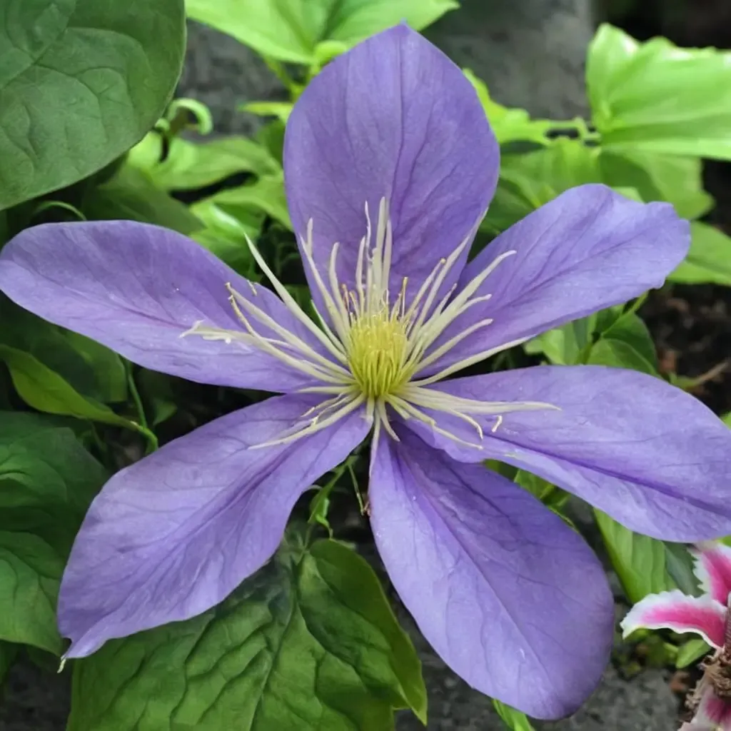 Kasugai Clematis
