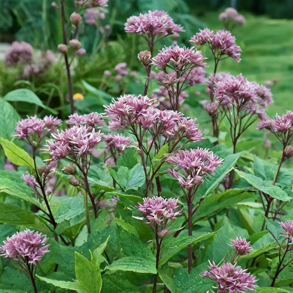 Red Dwarf Joe-Pye Weed
