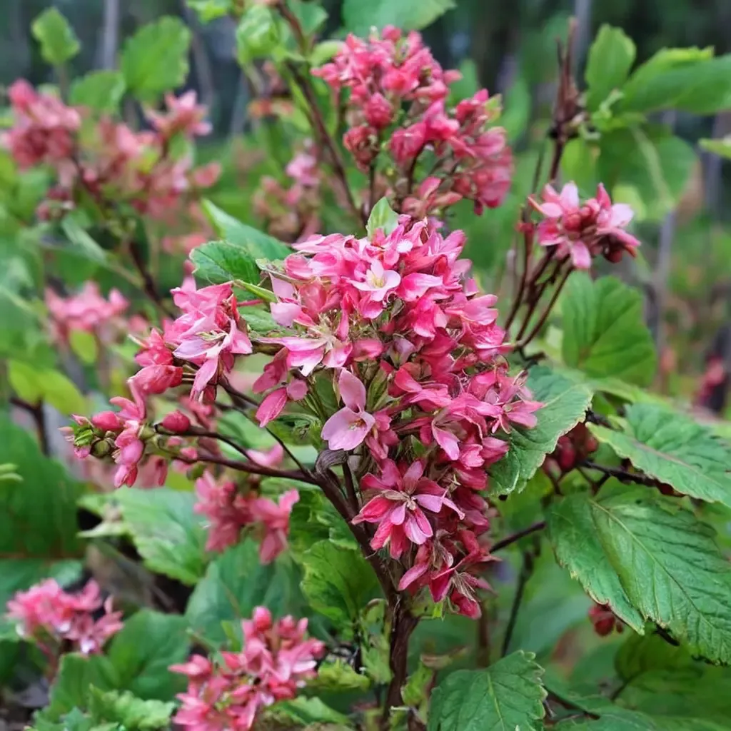 King Edward VII Flowering Currant