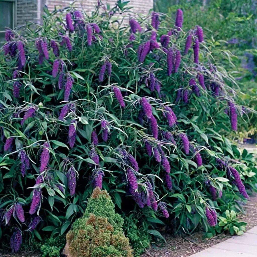 Black Knight Butterfly Bush