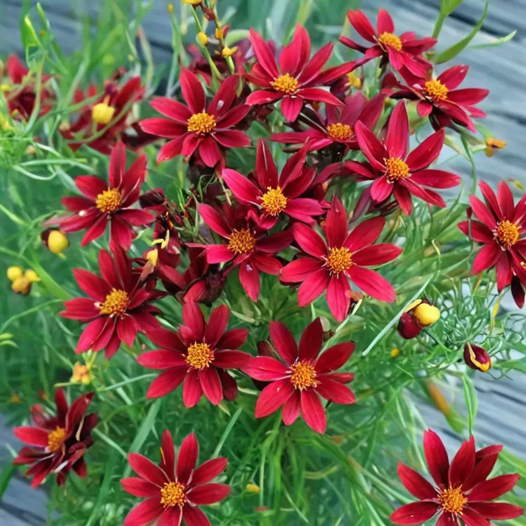 Red Satin Tickseed