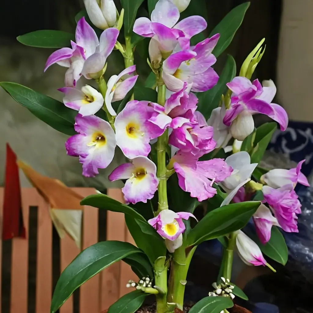 Noble Dendrobium
