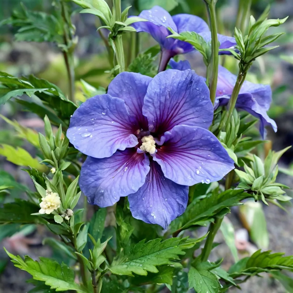 Rose of Sharon Paraplu Violet