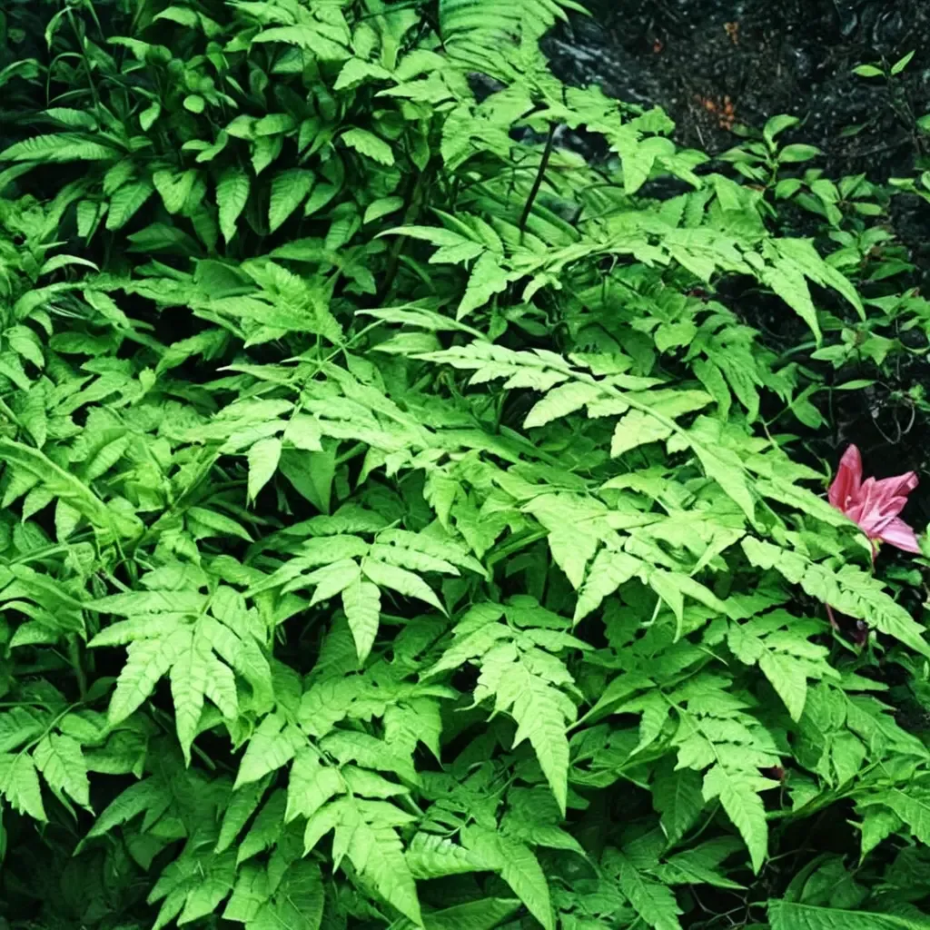 Remote Wood Fern