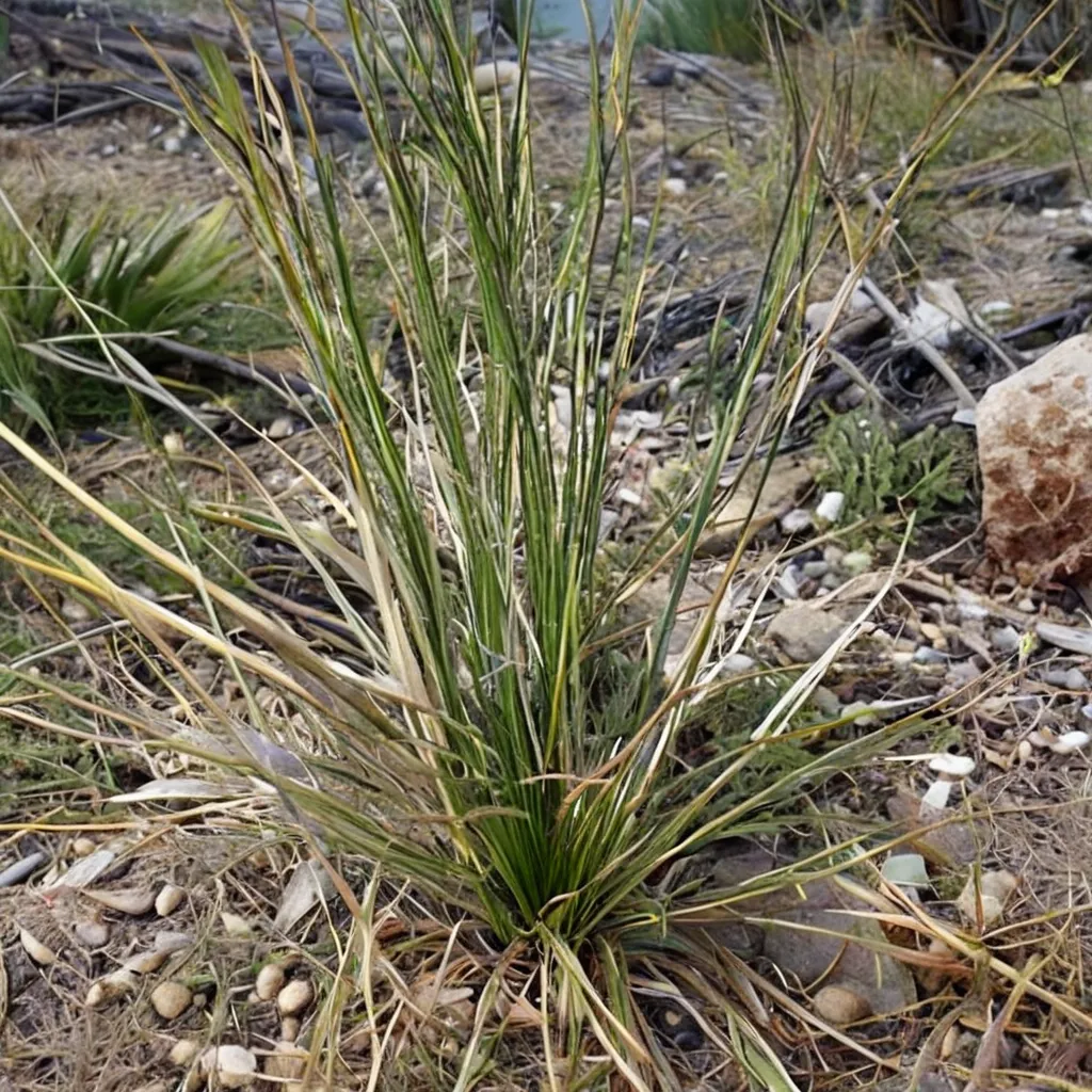 Sand Sacahuista