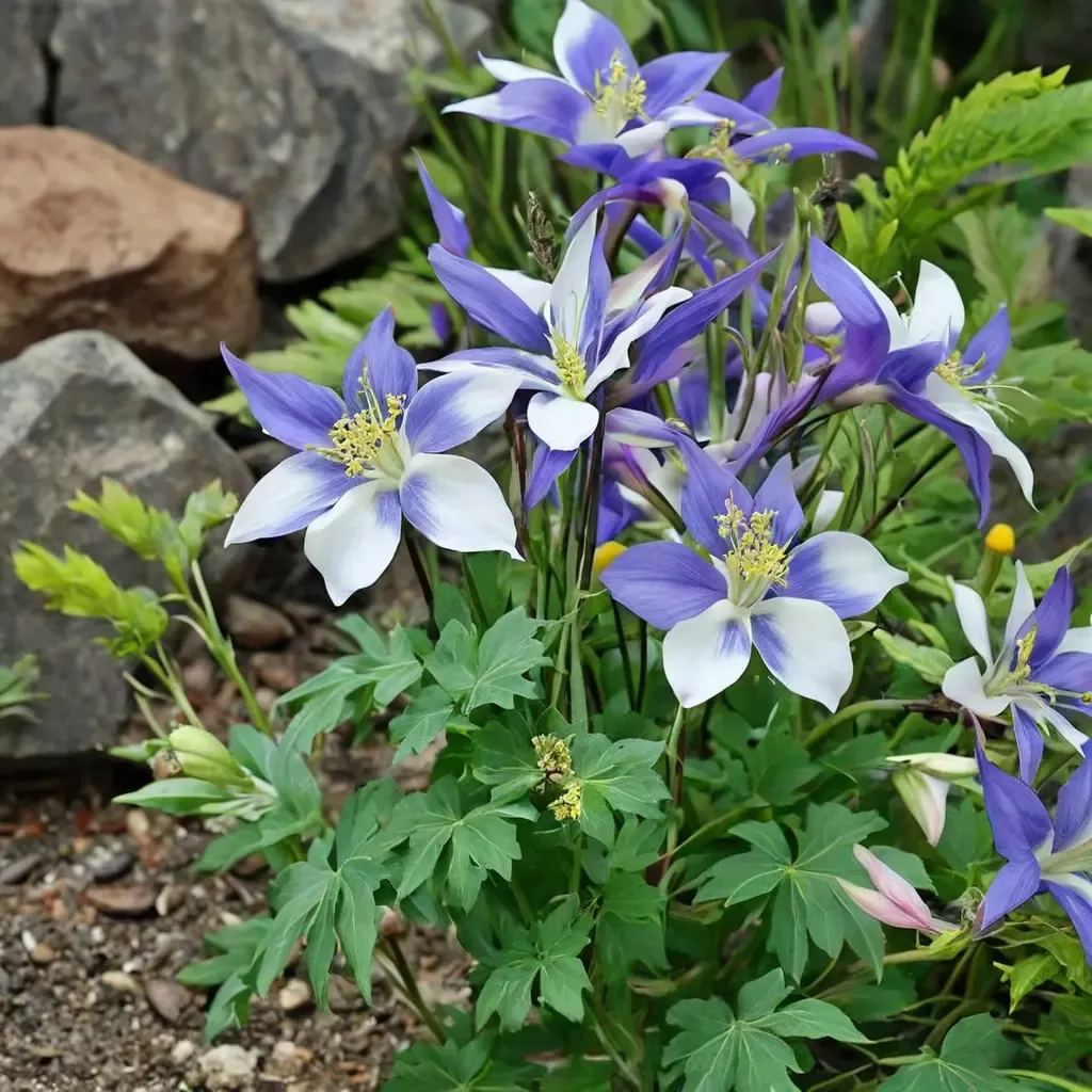 Colorado Blue Columbine