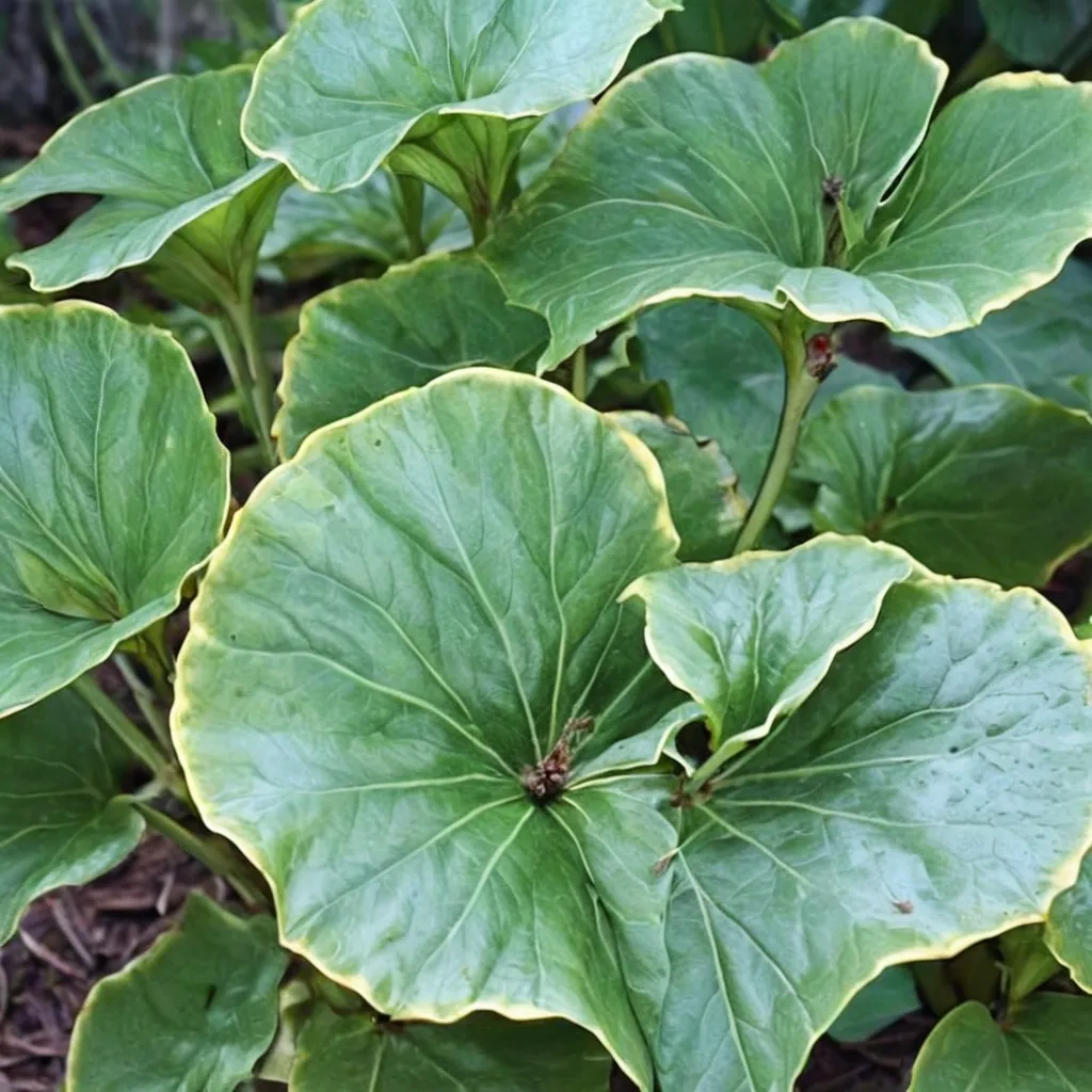 Japanese Leopard Plant
