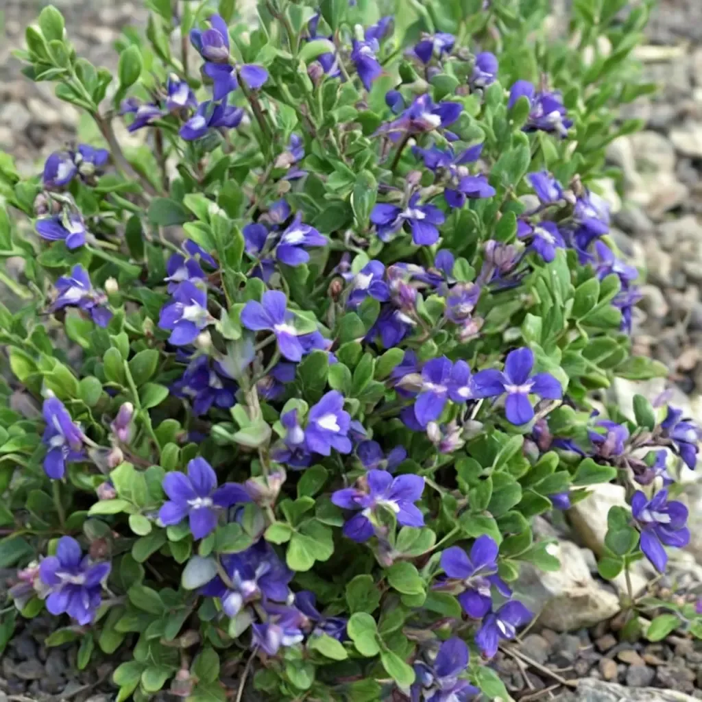 Resinous Skullcap