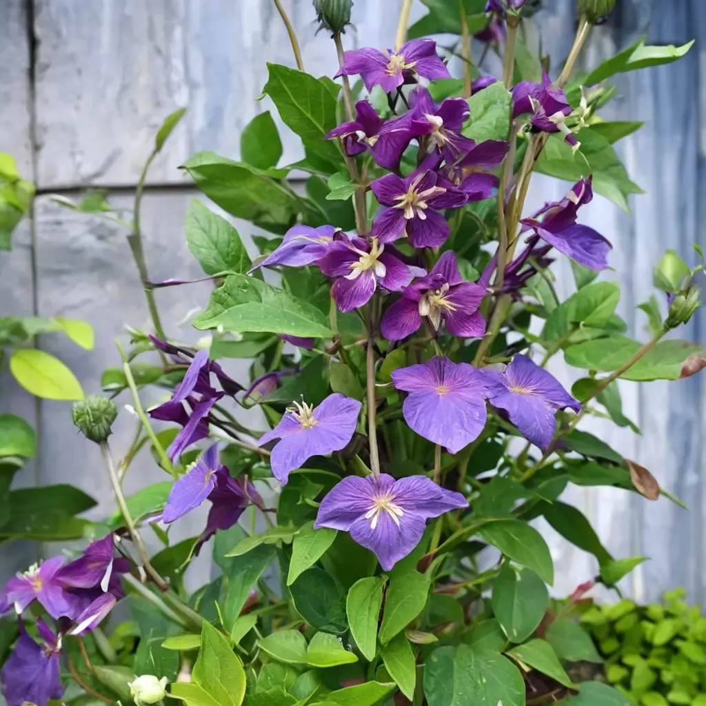 Clematis