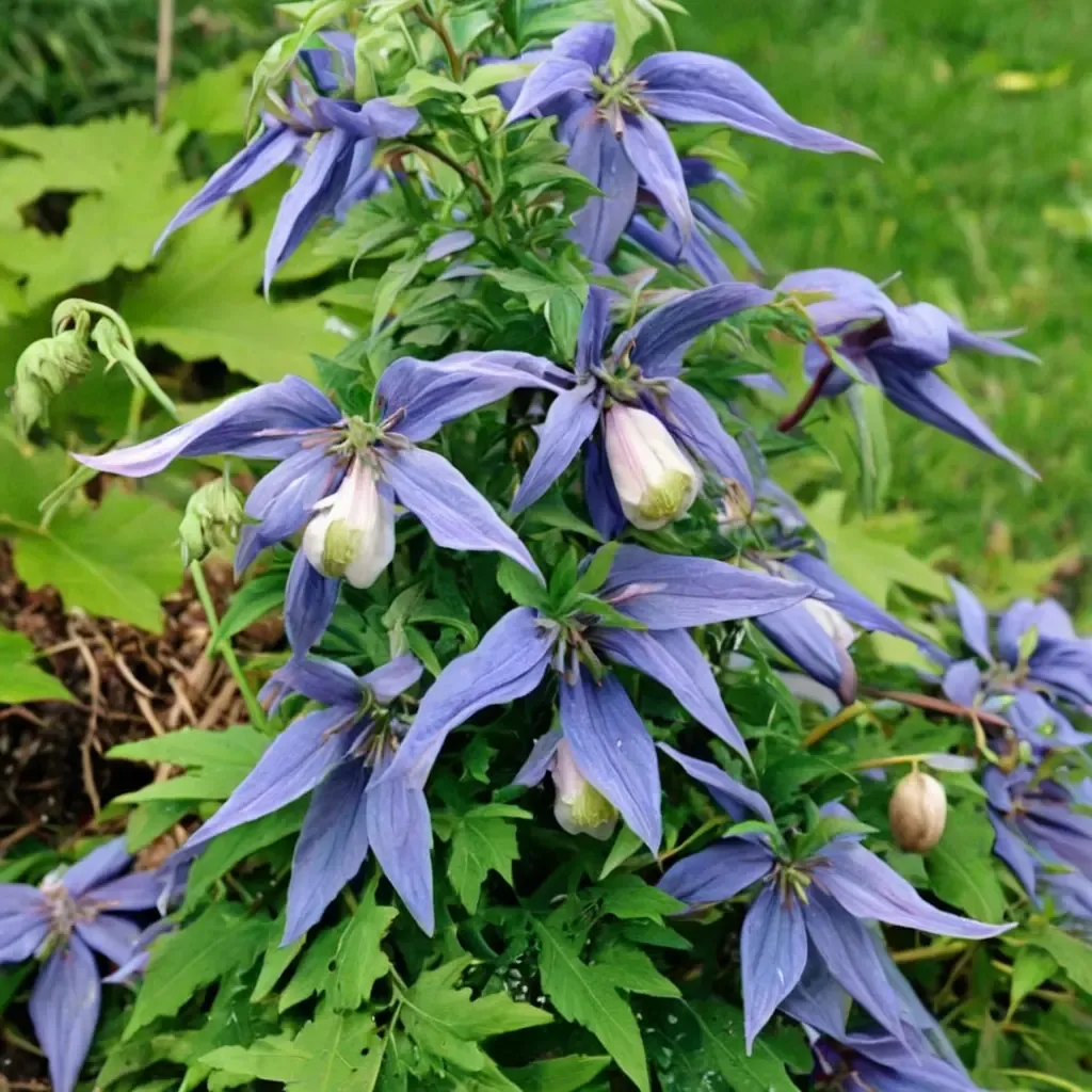 Alpine Clematis