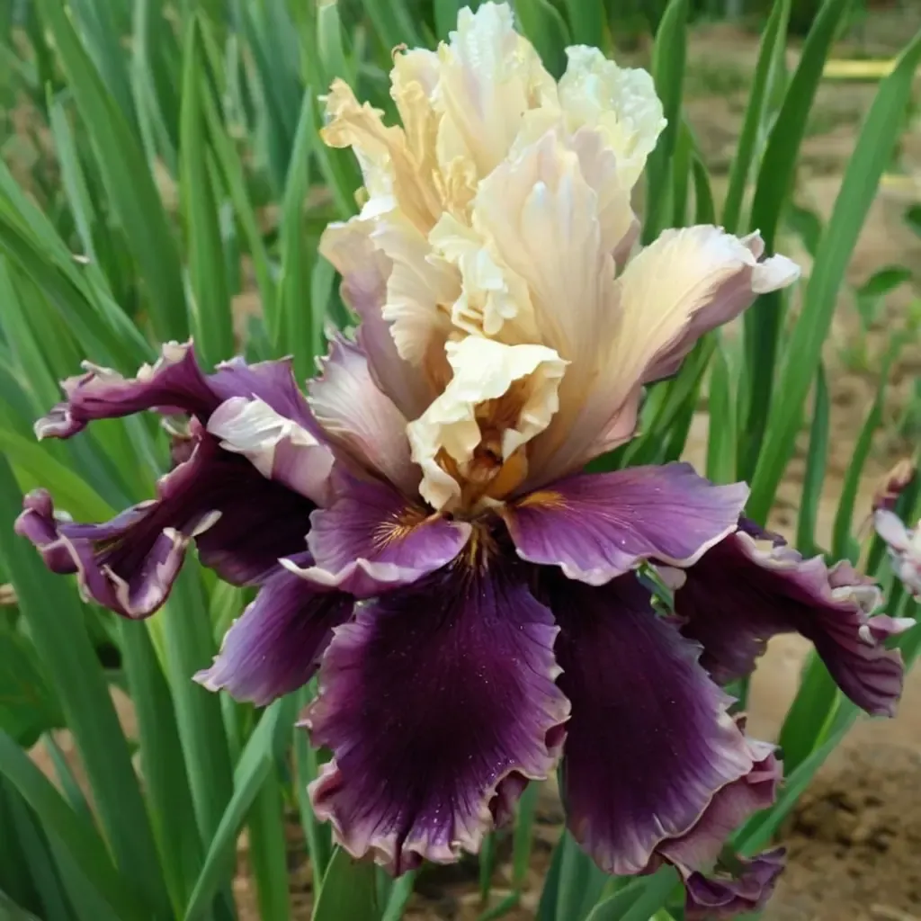 Bearded Iris