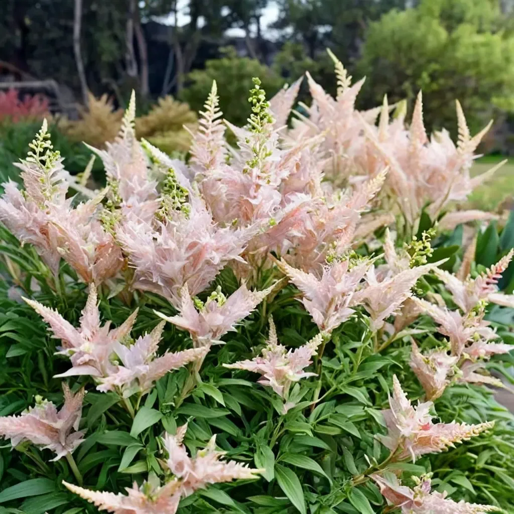 Milk and Honey Astilbe