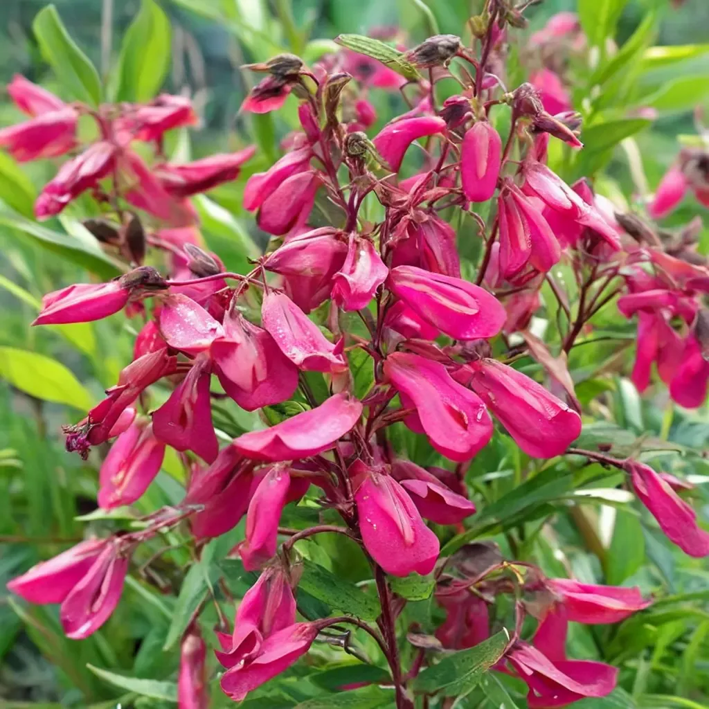 Garnet Penstemon