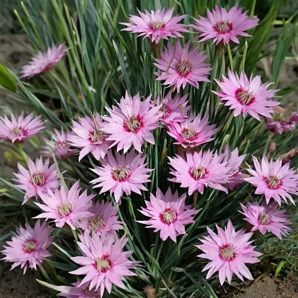Common Pink