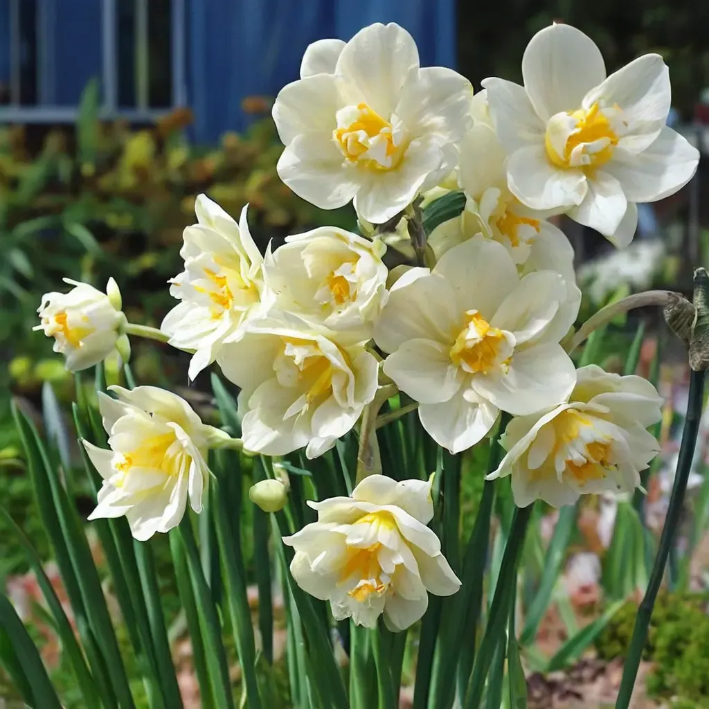 Yellow Cheerfulness Daffodil