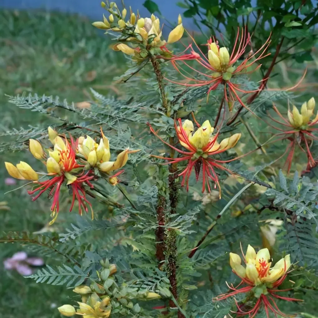Yellow Bird of Paradise