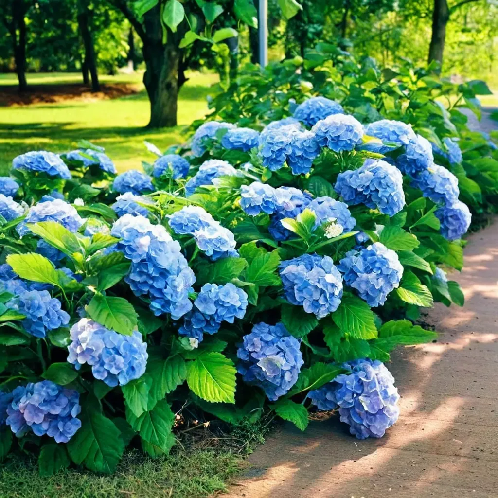 Nikko Blue Hydrangea