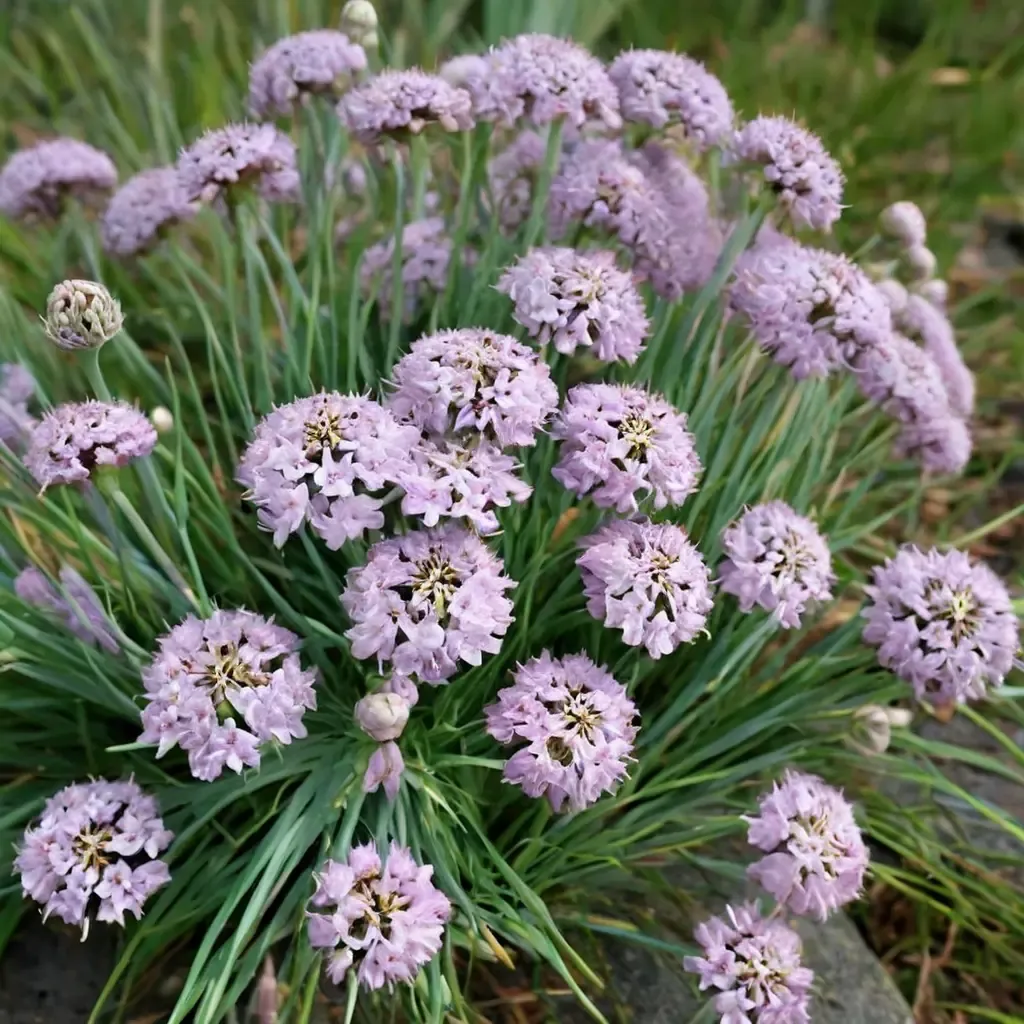 German Garlic