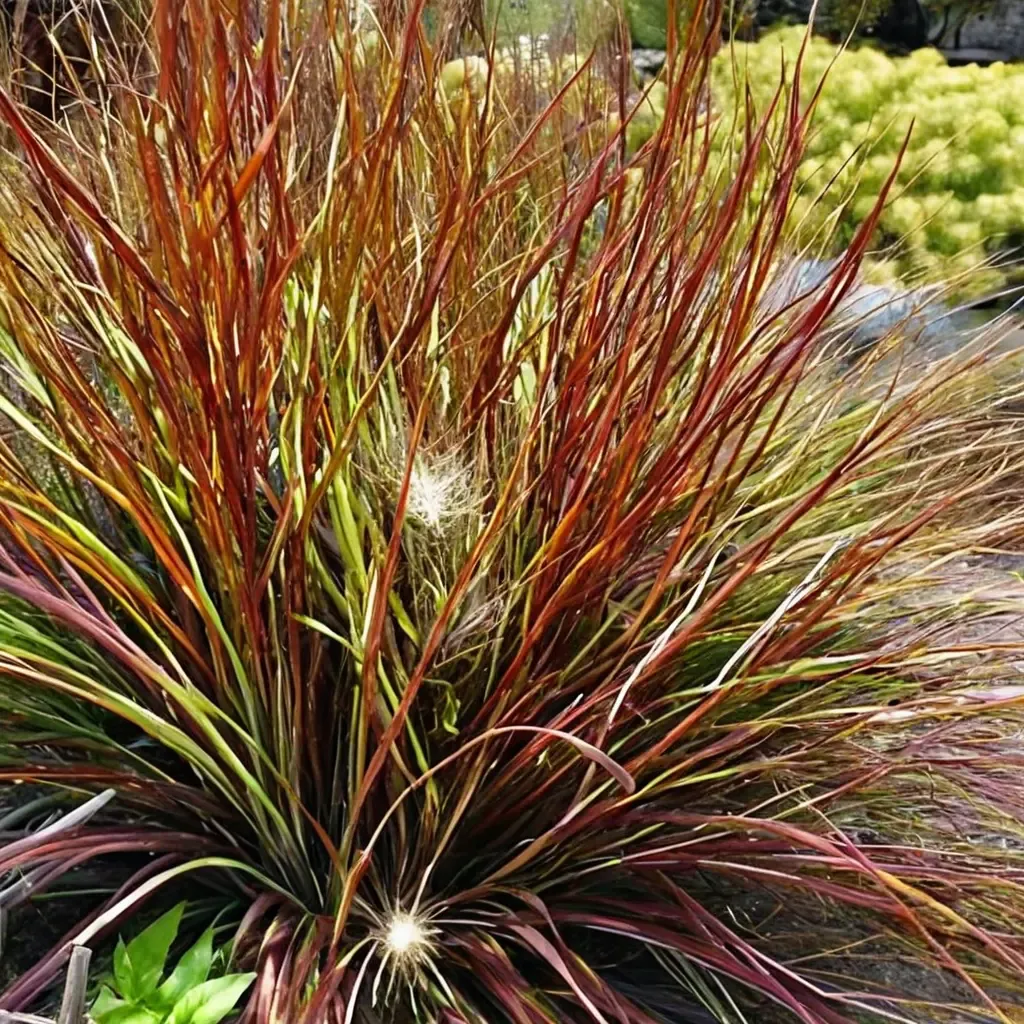 Burgundy Bunny Fountain Grass