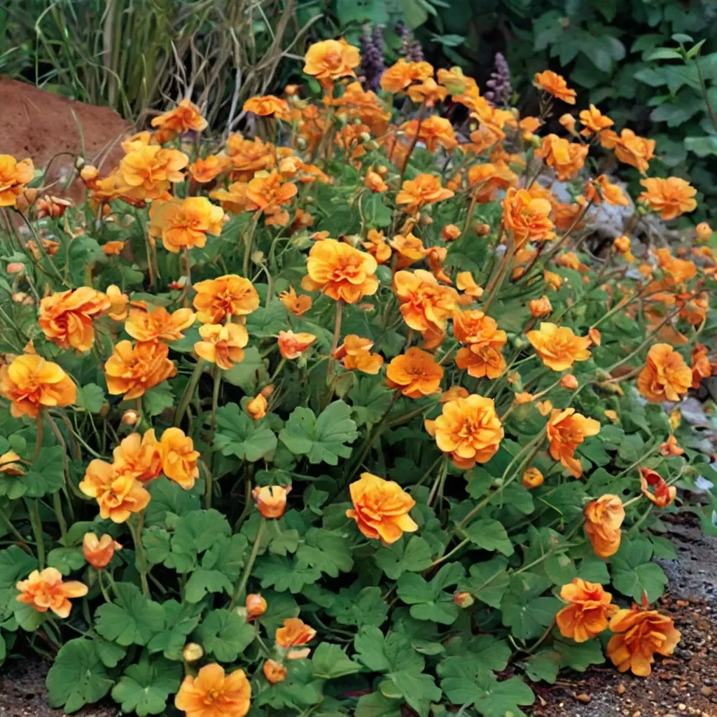 Fire Storm Avens