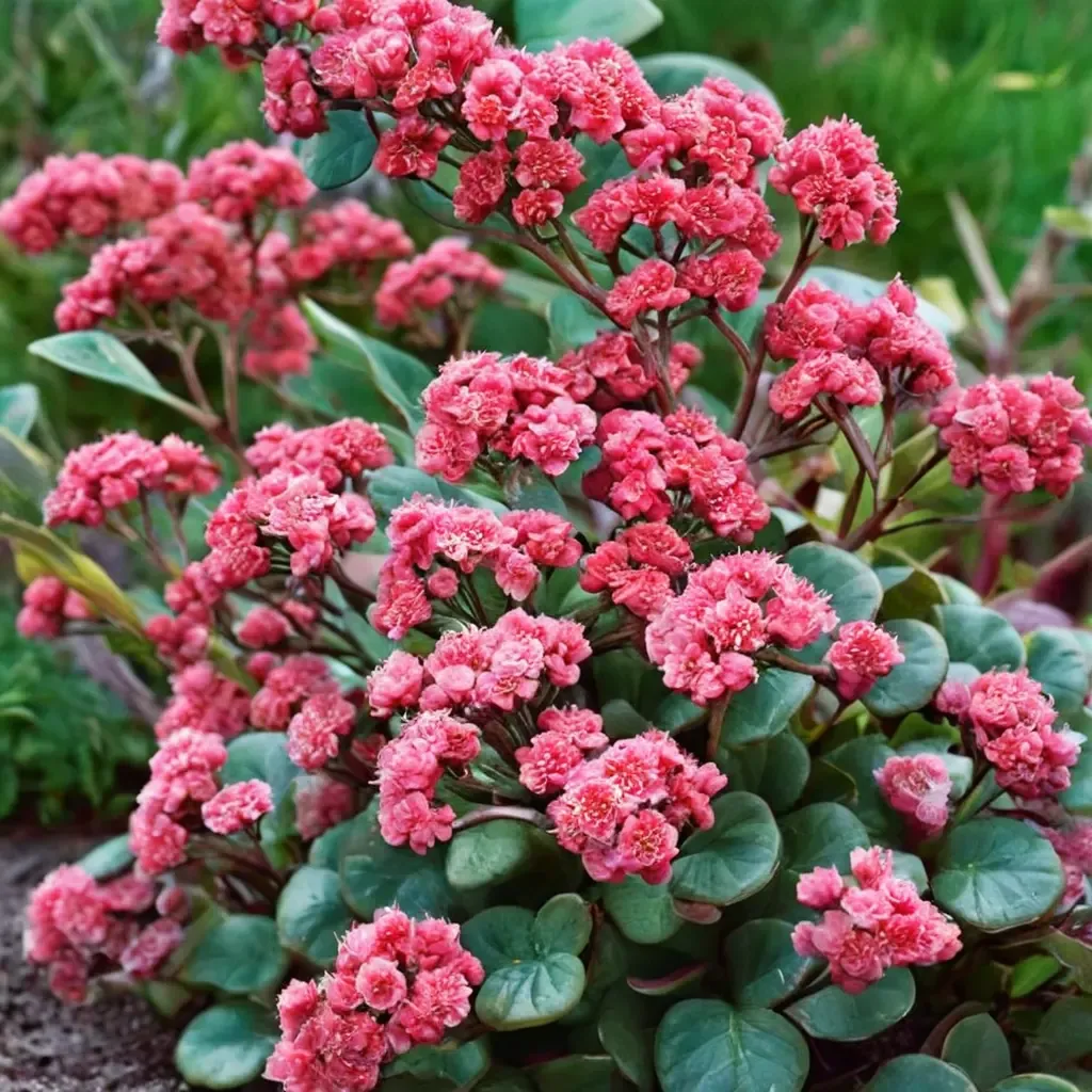 White Stonecrop 'Red Cauli'