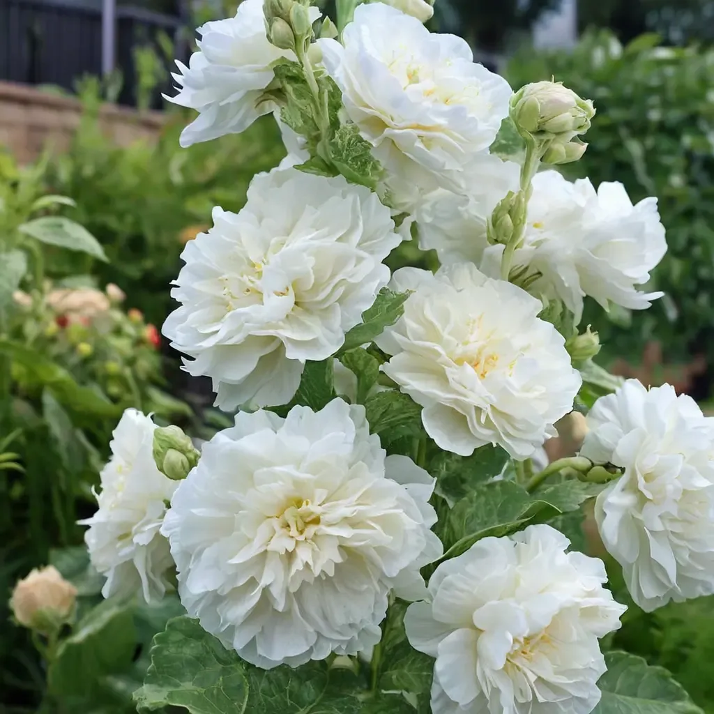 Chater's Double White Hollyhock