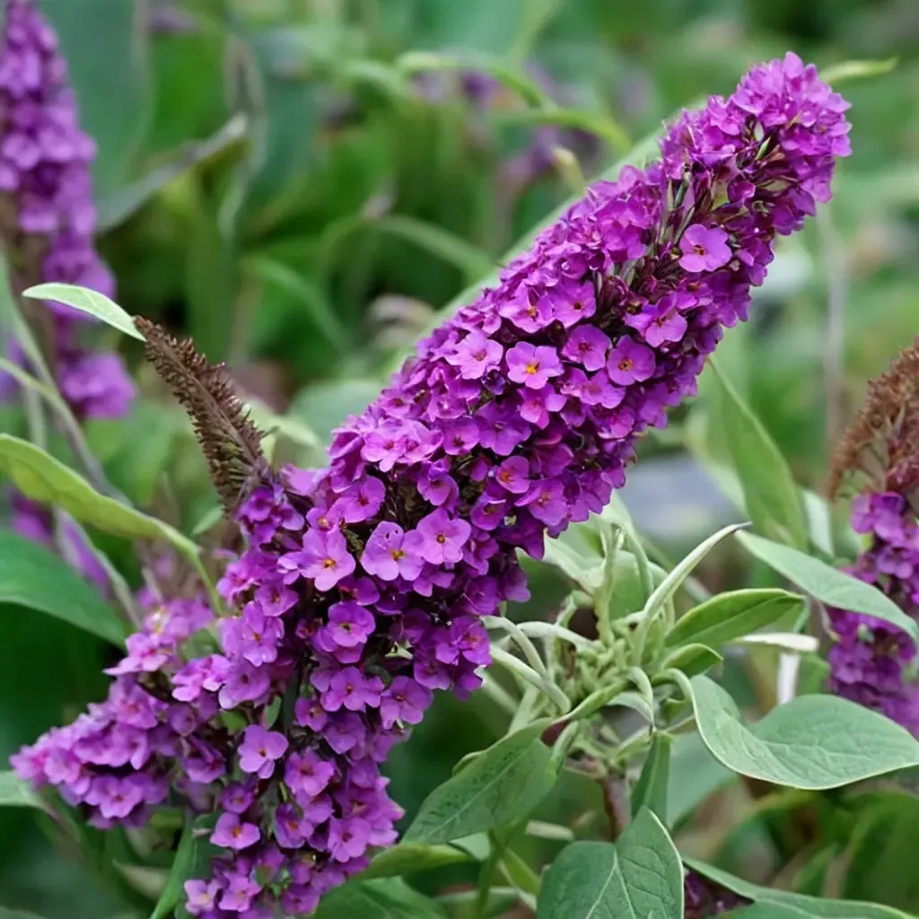 Buzz Purple Butterfly Bush
