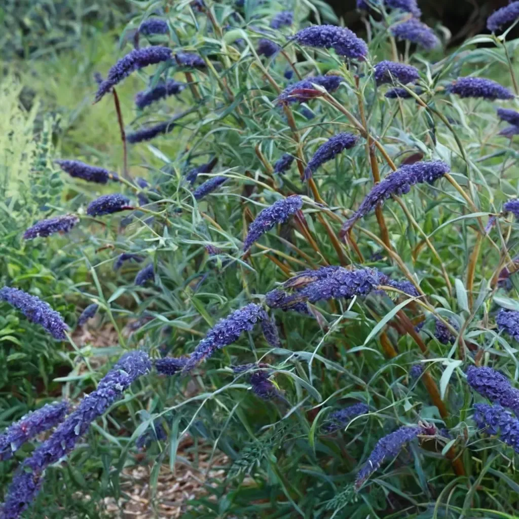 Butterfly Bush