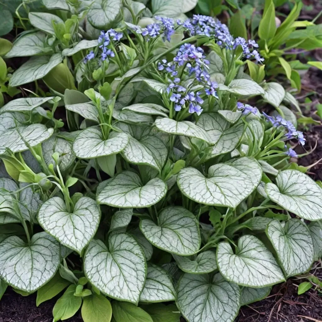 Siberian Bugloss