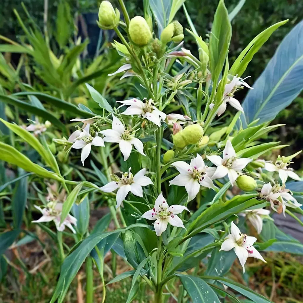 Family Jewels Milkweed
