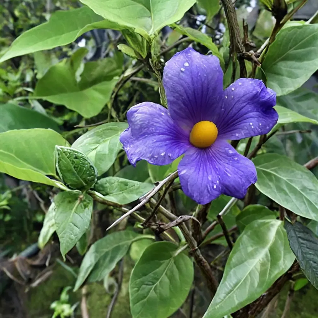 Blue Glory Vine