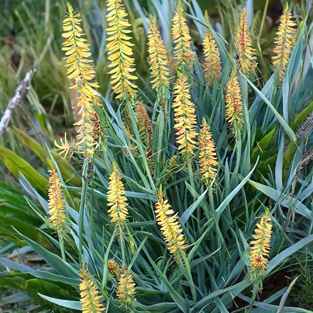 Fence Aloe