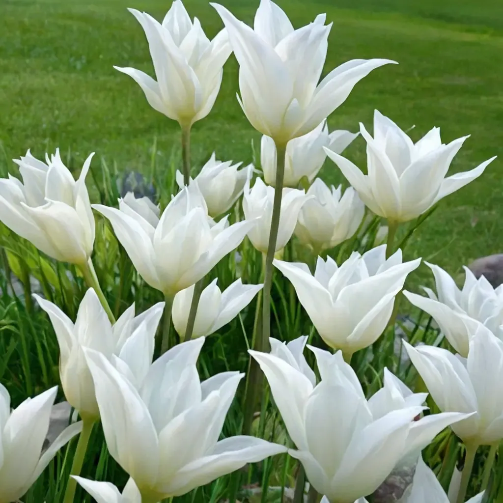 White Triumphator Tulip